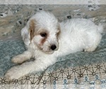 Small Photo #52 Goldendoodle (Miniature) Puppy For Sale in PENSACOLA, FL, USA