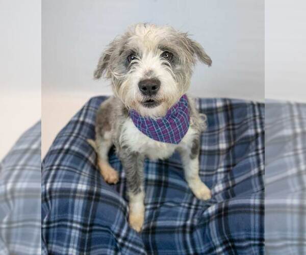 Medium Photo #2 Poodle (Miniature)-Unknown Mix Puppy For Sale in Kennesaw, GA, USA