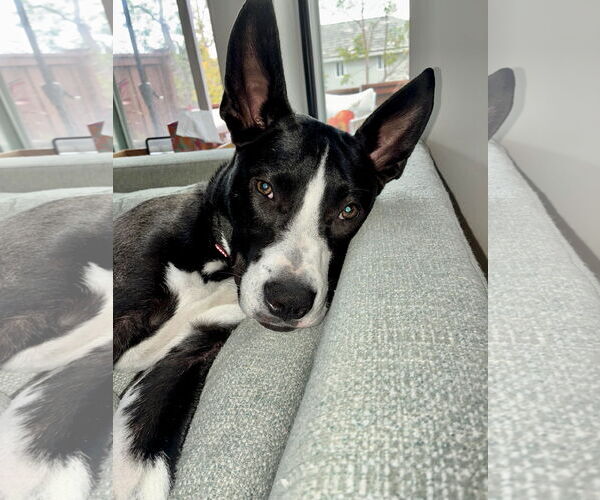 Medium Photo #4 Labrador Retriever-Unknown Mix Puppy For Sale in San Juan Capistrano, CA, USA