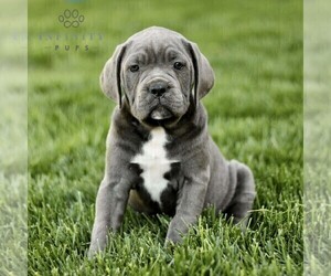 Cane Corso Puppy for sale in LANCASTER, PA, USA