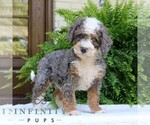 Small #3 Bernedoodle (Miniature)