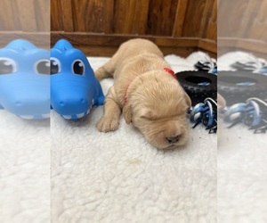Golden Retriever Puppy for Sale in NEOLA, West Virginia USA