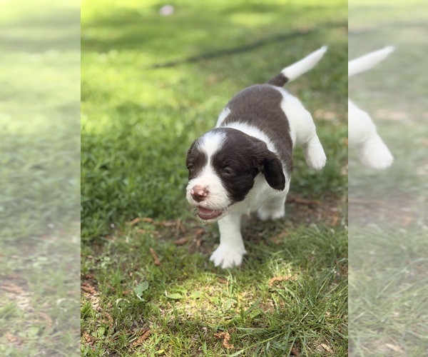 Medium Photo #6 English Springer Spaniel Puppy For Sale in VIRGINIA, MN, USA