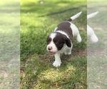 Small #5 English Springer Spaniel
