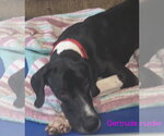 Small Great Dane