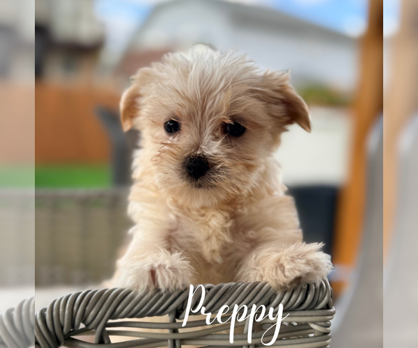 Medium Photo #5 Morkie Puppy For Sale in ADDISON, IL, USA
