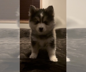 Pomsky Puppy for sale in AMBOY, MN, USA