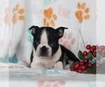 Small Photo #5 Boston Terrier Puppy For Sale in GORDONVILLE, PA, USA