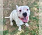 Small #1 Mutt