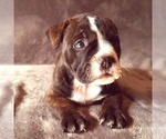 Small Photo #3 Olde English Bulldogge Puppy For Sale in KANSAS CITY, MO, USA