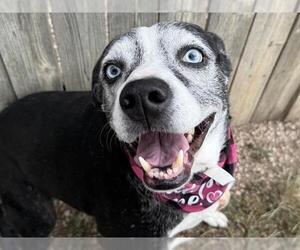 American Pit Bull Terrier Dogs for adoption in Pueblo, CO, USA