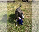Small #5 Labrador Retriever-Plott Hound Mix