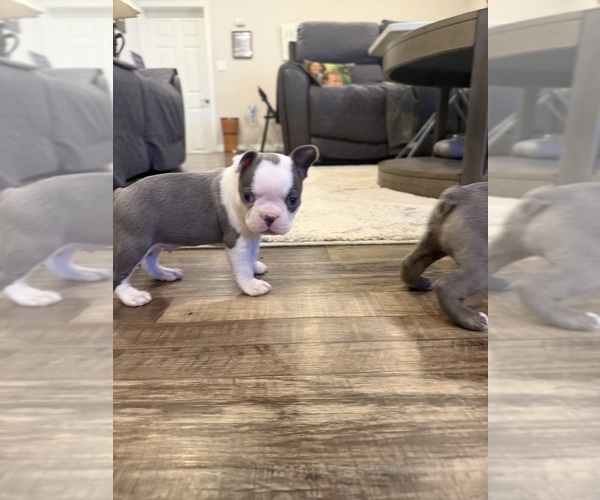 Medium Photo #9 Boston Terrier Puppy For Sale in FREDONIA, KS, USA
