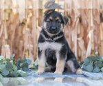 Puppy Gunner German Shepherd Dog