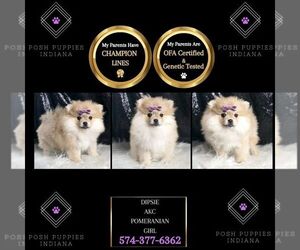 Pomeranian Puppy for sale in WARSAW, IN, USA