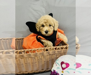 Maltipoo Puppy for Sale in VALLEY CENTER, California USA
