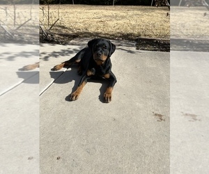 Rottweiler Puppy for Sale in ALBUQUERQUE, New Mexico USA