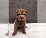 Small Photo #7 Chinese Shar-Pei Puppy For Sale in SHAWNEE, OK, USA