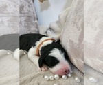 Small #13 Sheepadoodle