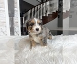 Small Photo #10 Aussiedoodle Puppy For Sale in FREMONT, MI, USA