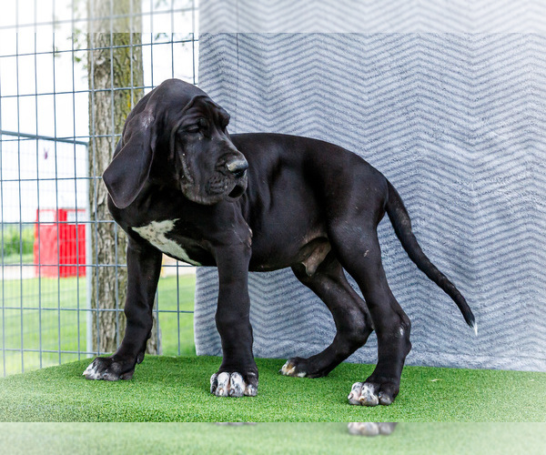 Medium Photo #127 Great Dane Puppy For Sale in WAKARUSA, IN, USA