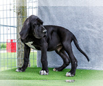 Small #4 Great Dane