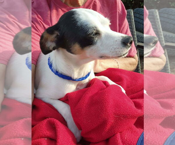 Medium Photo #5 Rat-Cha Puppy For Sale in Grafton, WI, USA