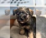 Small Mutt