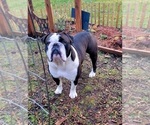 Small Photo #1 Olde English Bulldogge Puppy For Sale in ATHOL, ID, USA