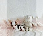 Small #31 Chihuahua