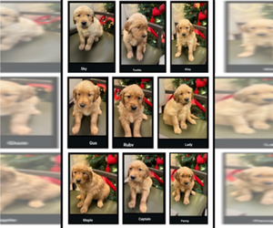Golden Retriever Puppy for sale in BONNERS FERRY, ID, USA