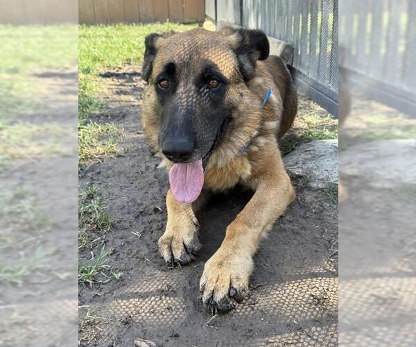 Medium Photo #3 German Shepherd Dog Puppy For Sale in Riverside, CA, USA