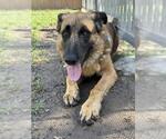 Small #2 German Shepherd Dog