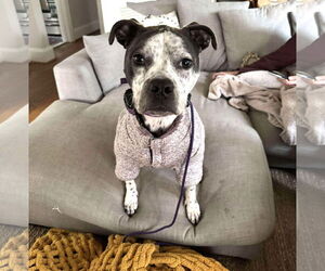 Mutt Dogs for adoption in Rockville, MD, USA