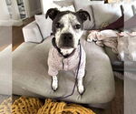Small Mutt