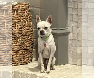Dominic - Male Rat-Cha Dog for Adoption - Photo #3