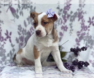 Labrador Retriever-Unknown Mix Puppy for sale in LAKELAND, FL, USA