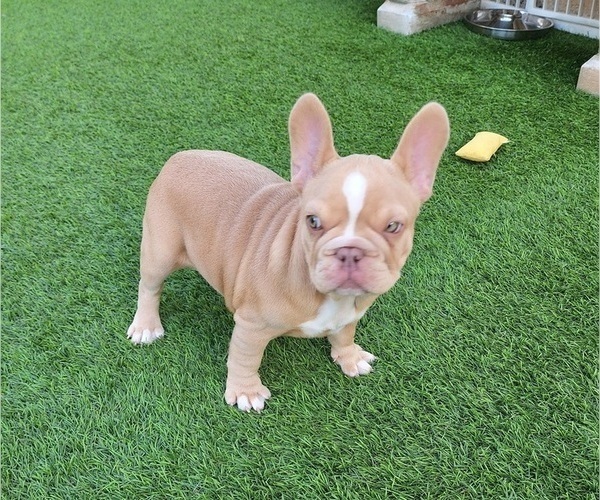 Medium Photo #3 French Bulldog Puppy For Sale in LAS VEGAS, NV, USA