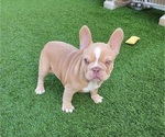 Small #2 French Bulldog