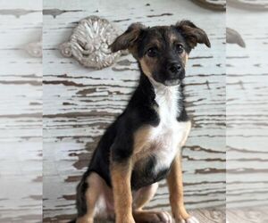 Mutt Dogs for adoption in Carrollton, TX, USA