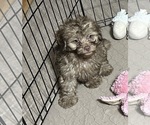 Max - Male Shih Tzu Puppy for Sale - Photo #4