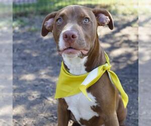 American Staffordshire Terrier-Unknown Mix Dogs for adoption in San Antonio, TX, USA