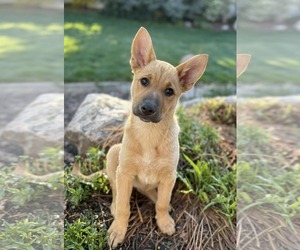 German Shepherd Dog-Unknown Mix Dogs for adoption in MIDWAY, UT, USA