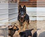 Small Photo #10 German Shepherd Dog Puppy For Sale in LIVERMORE, CO, USA