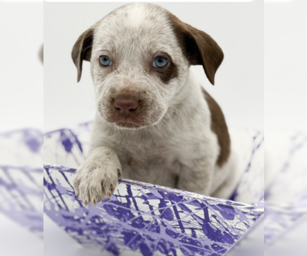 Medium Photo #2 Mutt Puppy For Sale in Brooklyn, NY, USA