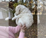 Small Photo #3 Goldendoodle Puppy For Sale in EAU CLAIRE, WI, USA