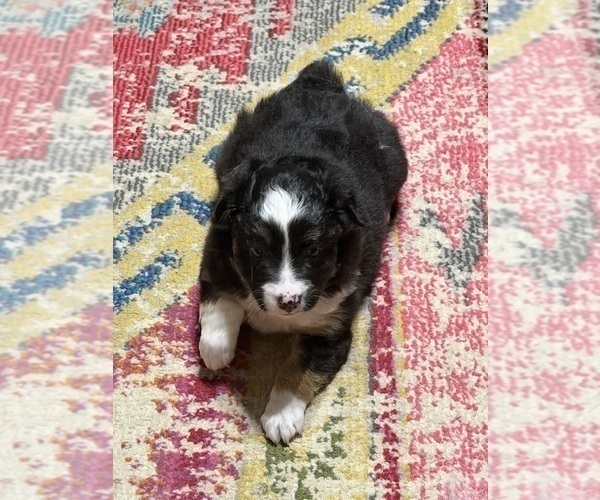 Medium Photo #5 North American Shepherd Puppy For Sale in FLAT ROCK, AL, USA