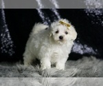 Small #3 Maltipoo (Miniature)
