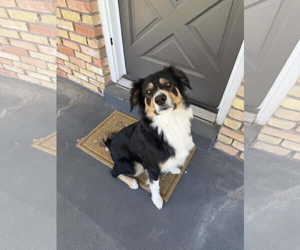 Medium Photo #2 Border-Aussie Puppy For Sale in Sandy, UT, USA