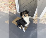 Small #1 Border-Aussie